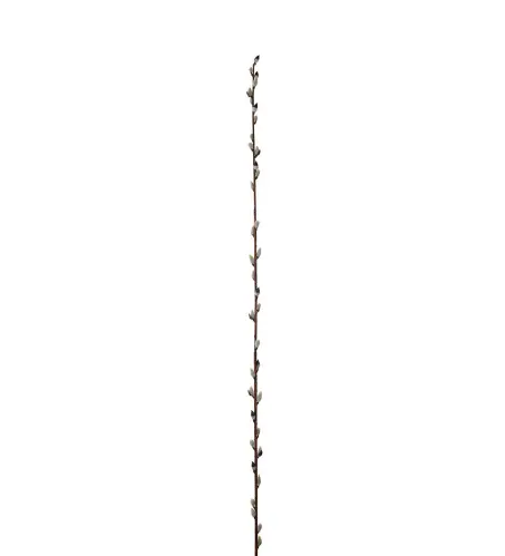Vide - Brun - 128 cm - www.frokenfraken.se