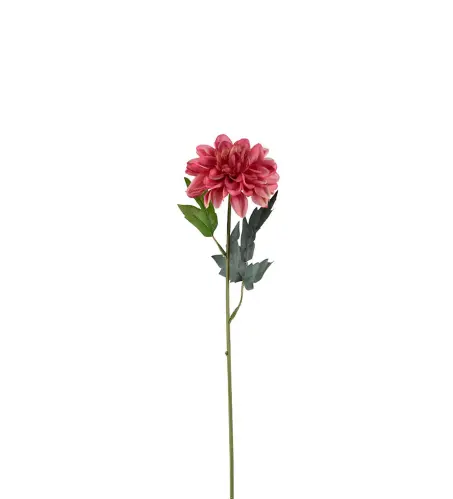 Zinnia - Rosa - 45 cm - www.frokenfraken.se