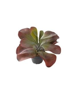 Kalanchoe - Burgundy - 25 cm - www.frokenfraken.se