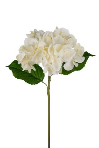 Hortensia - Vit - 55 cm - www.frokenfraken.se