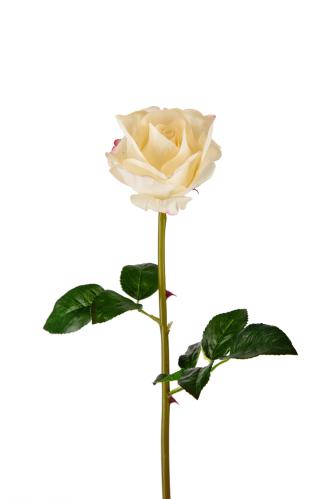 Ros - Vit - 65 cm - www.frokenfraken.se