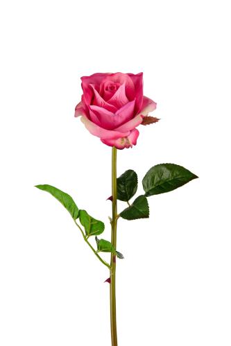 Ros - Lila - 65 cm - www.frokenfraken.se