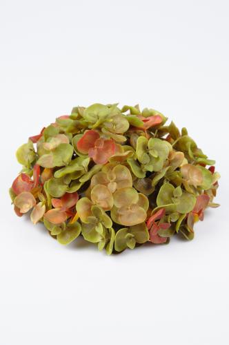 Eucalyptus - Grön - 9 cm - www.frokenfraken.se