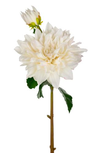 Dahlia - Vit - 70 cm - www.frokenfraken.se
