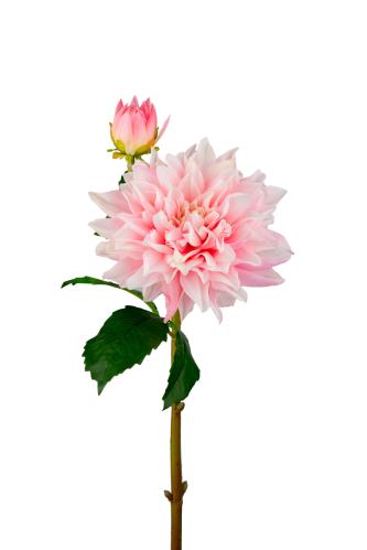 Dahlia - Rosa - 70 cm - www.frokenfraken.se