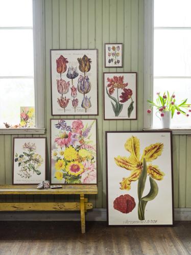 Poster - Vintage - Gymnogramme - 70 x 100 cm - www.frokenfraken.se