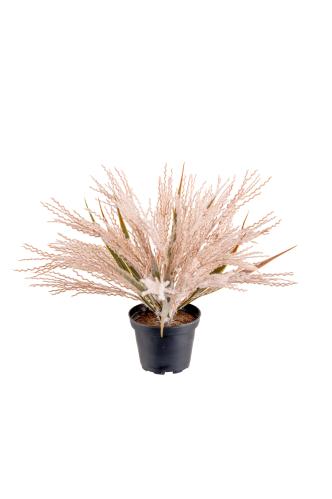 Pampasgräs - Brun - 25 cm - www.frokenfraken.se