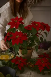 Julstjärna - Röd - 70 cm - www.frokenfraken.se