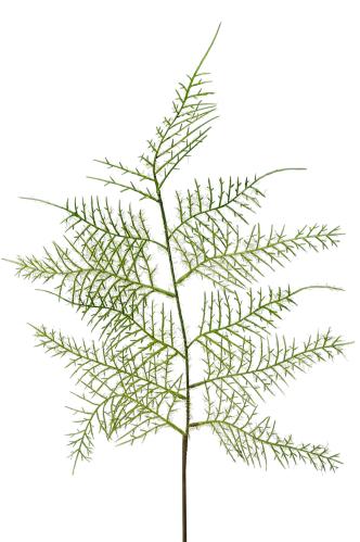 Plumosus blad - Grön - 60 cm - www.frokenfraken.se