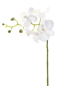 Phalaenopsis - Vit - 28 cm - www.frokenfraken.se