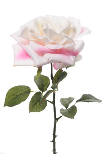 Ros - Vit Rosa - Utslagen Trädgårdsros - 36 cm - www.frokenfraken.se