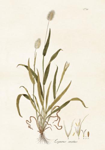Poster - Vintage - Lagurus Ovatus - 70 x 100 cm - www.frokenfraken.se