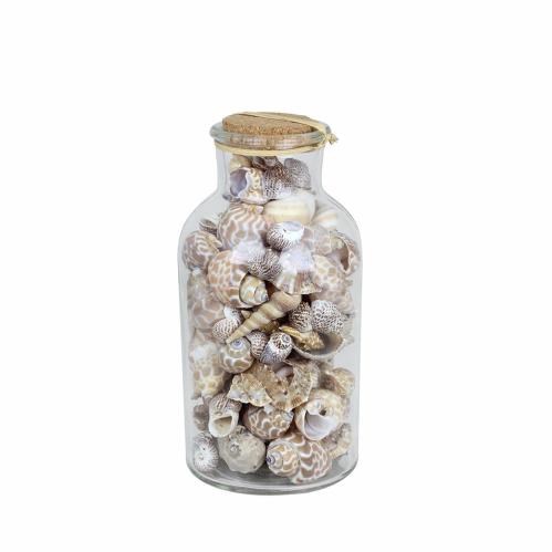 Snäckor i glasburk - Dekoration - 20 x Ø10 cm - www.frokenfraken.se