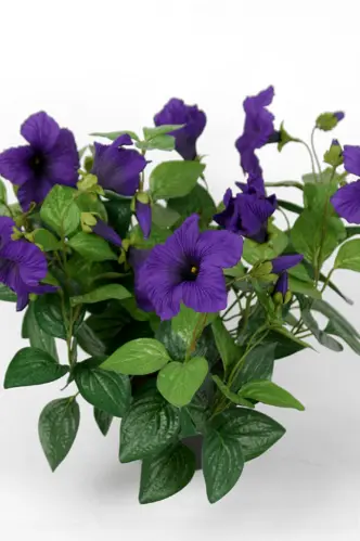 Petunia - Blå - 30 cm - www.frokenfraken.se