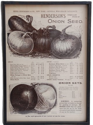 Tavla - Onions - Glas & Ram - 40 x 30 cm - www.frokenfraken.se